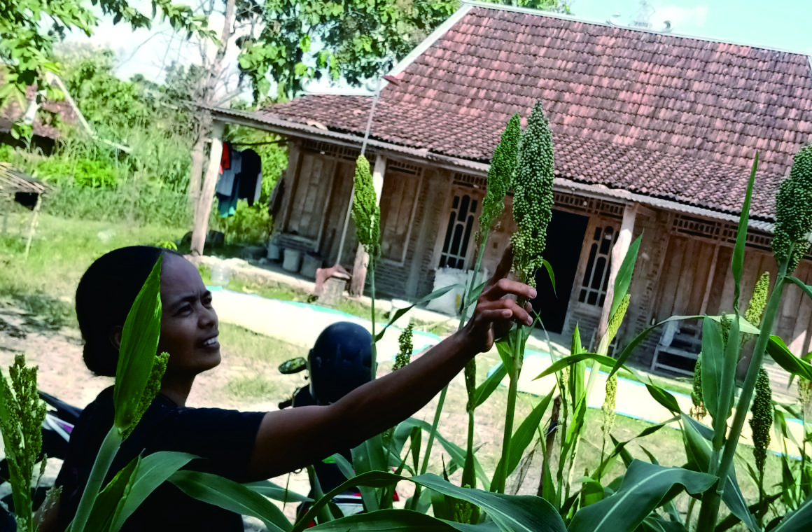 Menghidupkan kembali tanaman Sorgum Menghidupkan kembali tanaman Sorgum