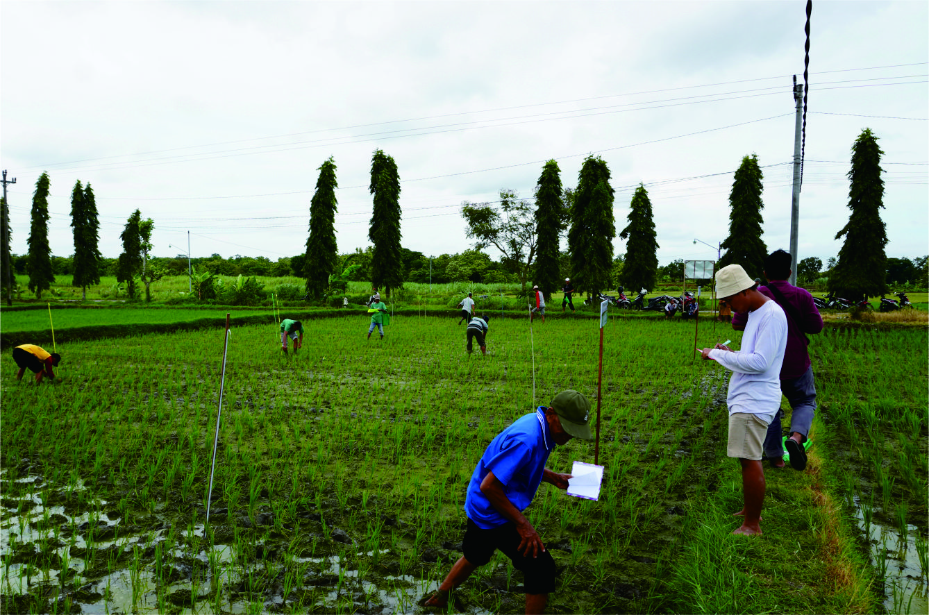 Pengamatan Agroekosistem Tanaman Padi