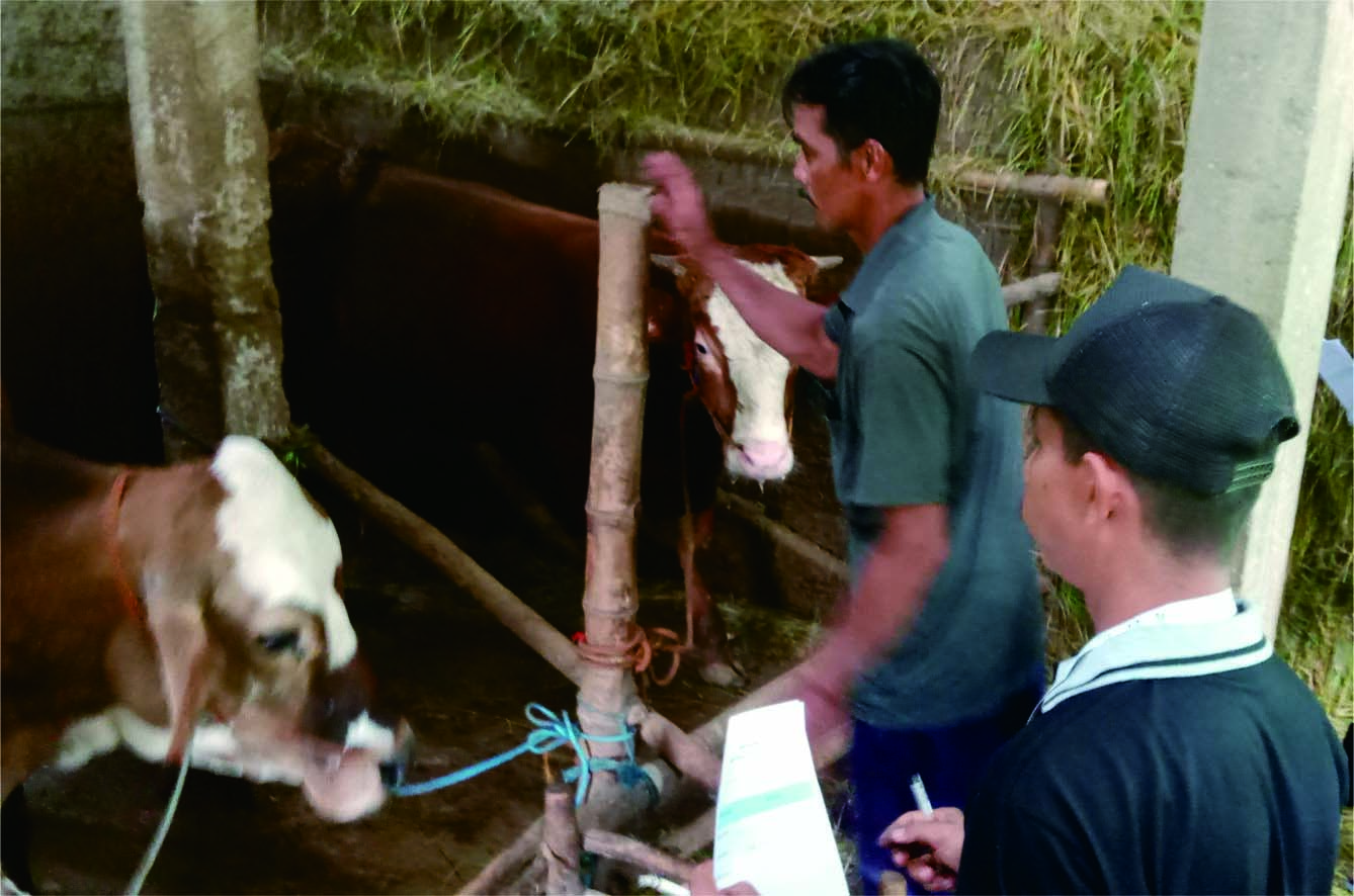 Mengukur Kesehatan Sapi