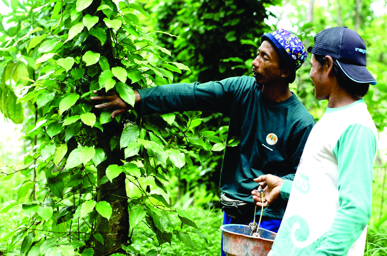 Menjaga Hutan, Memanen Nilai: Budidaya Cabe Jawa di Lahan Hutan Desa Banyurip Menjaga Hutan, Memanen Nilai: Budidaya Cabe Jawa di Lahan Hutan Desa Banyurip