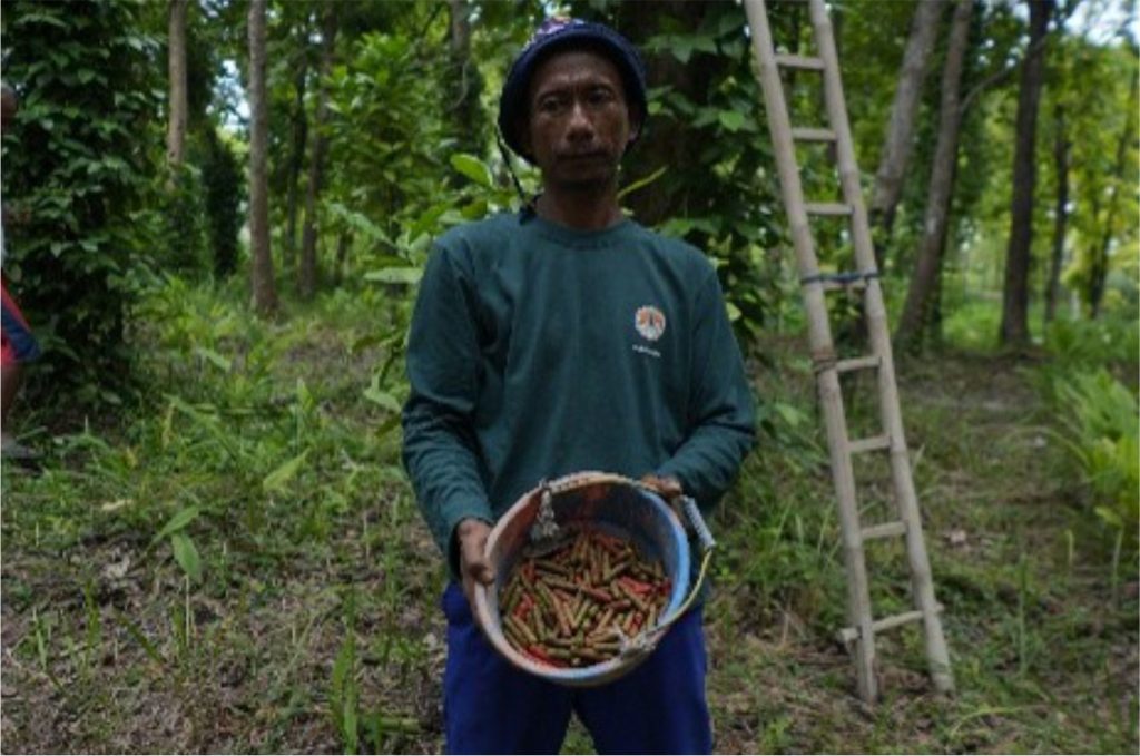 Foto Artikel Cabe Jawa_1b