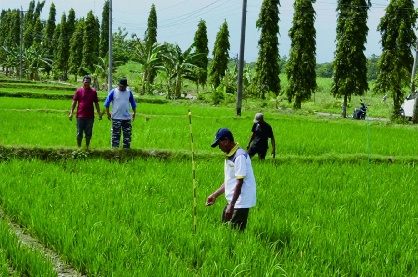Pertumbuhan Tanaman Padi Umur 23 HST Pertumbuhan Tanaman Padi Umur 23 HST