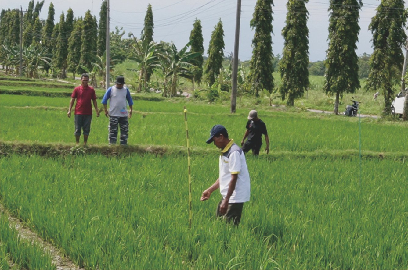 Pertumbuhan Tanaman Padi Umur 23 HST