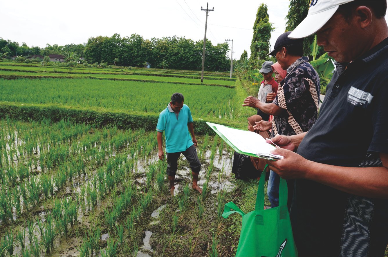 Pengamatan Agro Ekosistem dan Pengenalan Pupuk