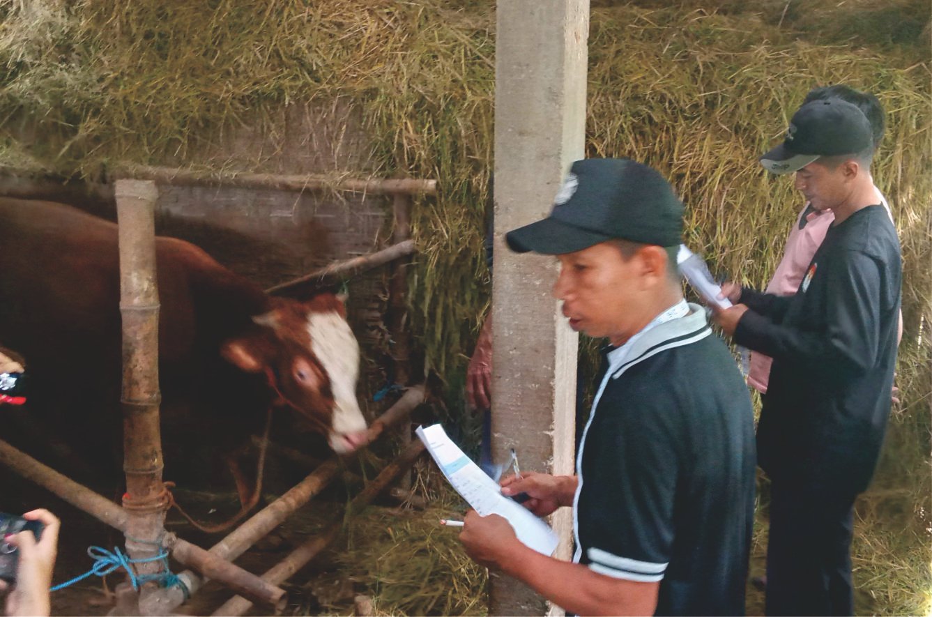 Mengukur Bobot dan Kesehatan Sapi