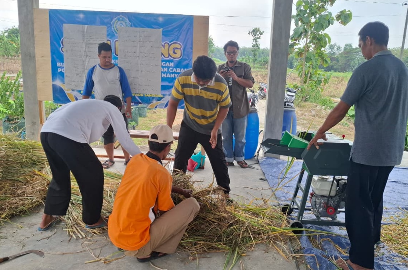 Atasi Krisis Pakan Di Musim Kemarau: Kelompok Bina Peternak Sejahtera Sukses Kuasai Teknologi Silase.