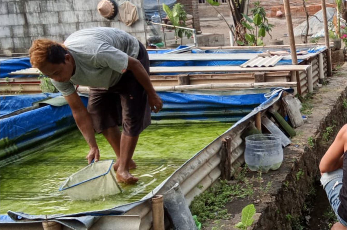 Integrasi Budidaya Ikan Gurame, Cacing Sutra, dan Azolla