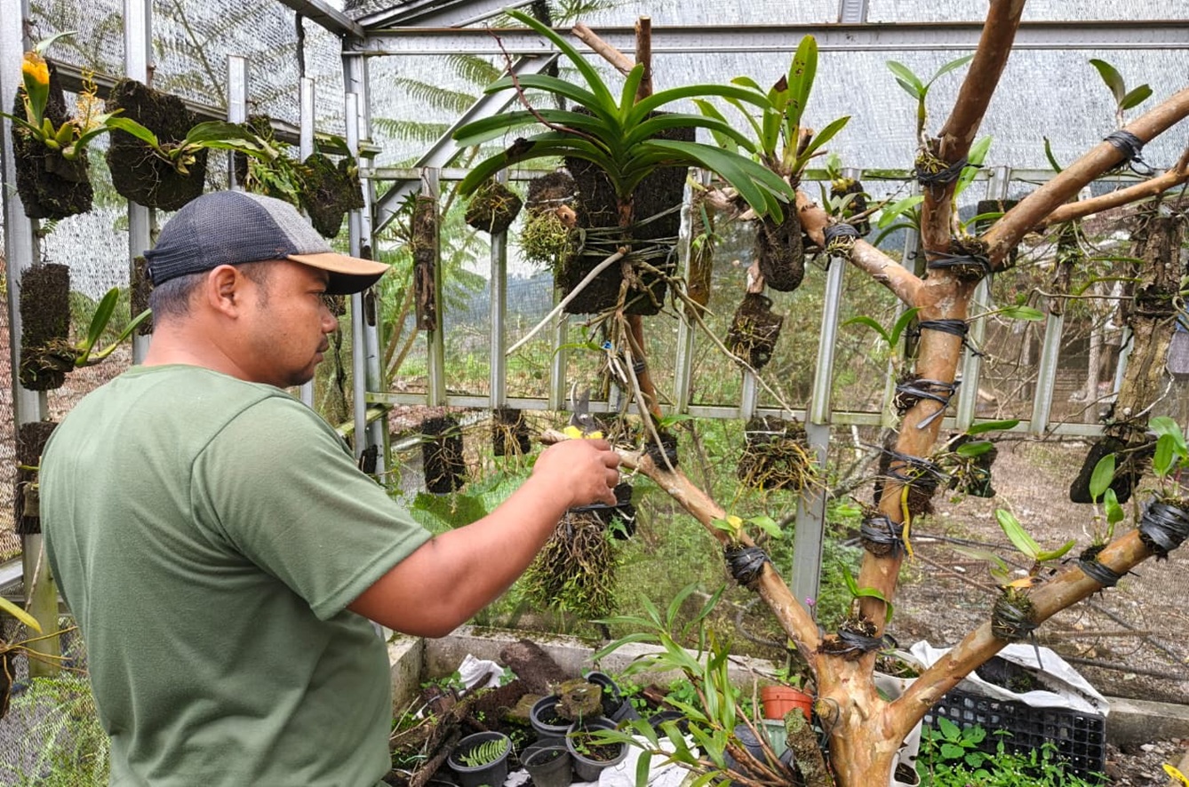Kisah Joko Selamatkan 50+ Jenis Anggrek Langka Merapi dari Kepunahan, Berawal dari Samping Rumah.